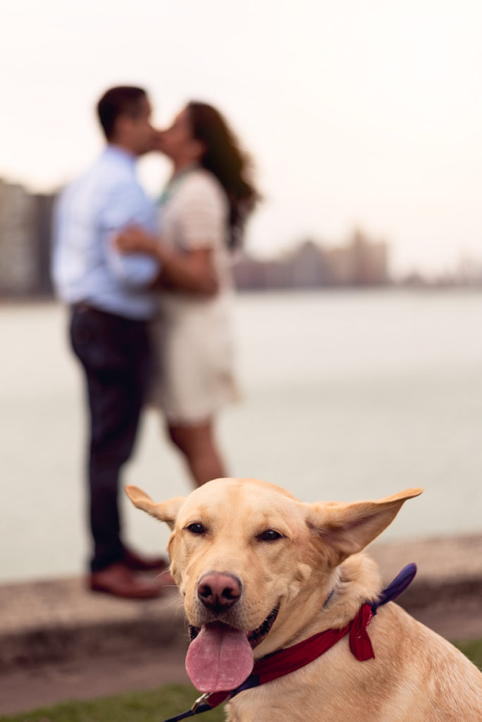 An engagement session for an engaged couple and a dog kissing at Olive Park in Chicago in the fall by a wedding photographer Mila Craila Photography